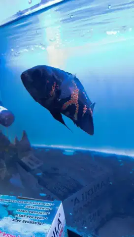 Ikan hias Oscar tiger 3 jarian predator