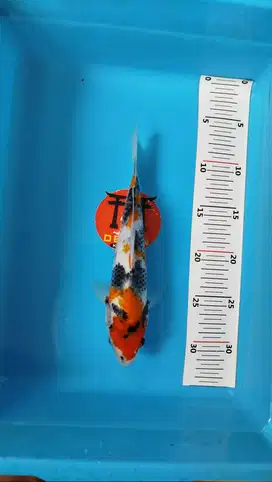 Ikan Koi Blitar Showa Tategoi 25 cm HQ