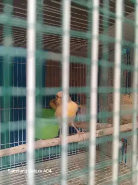 Kenari Betina sudah mapan.