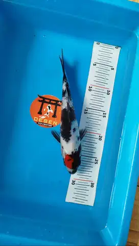 Ikan Koi Blitar Tancho Showa 25 cm Original HQ