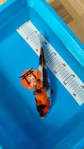 Ikan Koi Blitar Showa Motogoro 29 cm HQ