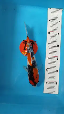 Ikan Koi Blitar Showa Petir Tategoi 25 cm HQ