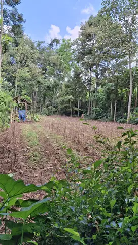 Tanah Kebun Murah Dan Produktif Dekat Kota Malang