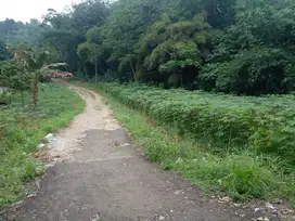 Tanah Kavling Murah Ciampea Bogor / 69 m2 Free SHM