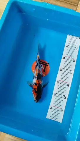 Ikan Koi Blitar Showa 24 cm