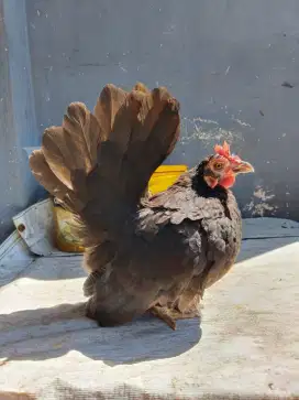 Ayam kate betina ori trah chabo
