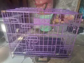 Lepas adop kucing betina Persia mixdome + kandang