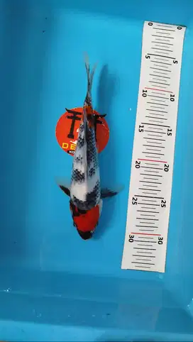 Ikan Koi Blitar Maruten Showa Original 25 cm HQ