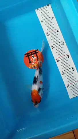 Ikan Koi Blitar Kinday Showa Tategoi 24 cm