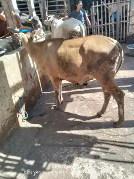 Sapi Bali dan bima