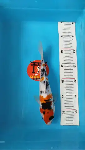 Ikan Koi Blitar Kinday Showa Tategoi 26 cm