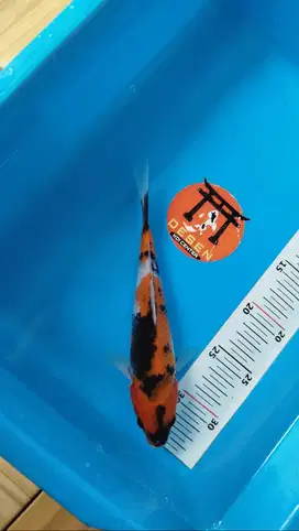 Ikan Koi Blitar Showa Motogoro 24 cm