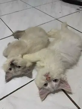 Lepas Adopt Kucing Anggora Persia