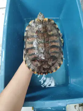 Kura Kura Brazil