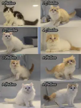 Kucing kitten ras persia longhair