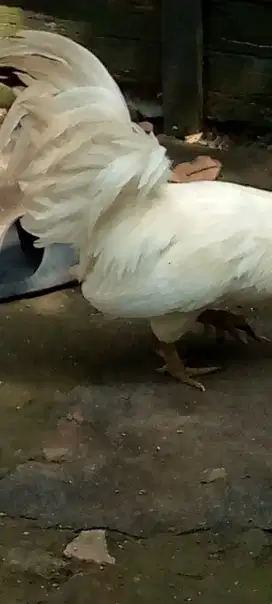 Jual ayam 1pasang ayam Kate putih mulus