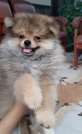Anjing Pomeranian