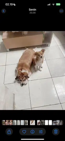 Beagle jantan dan pomp betina