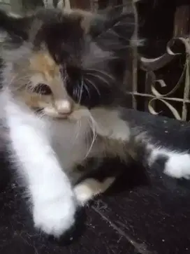 Persia Kitten Betina usia 3 bulan, Calico