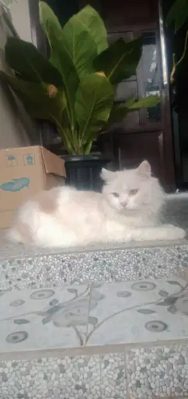 Kucing jantan dewasa