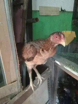 Ayam Bangkok biang