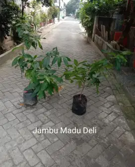 Bibit Jambu Air Madu Deli