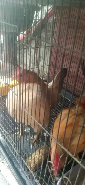 Ayam serama sepasang