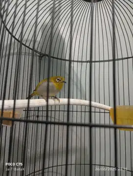 Burung kacamata auri