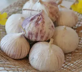 Bawang putih tunggal