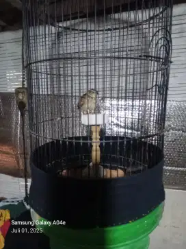 burung branjangan jinak