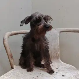 Free adopt snautzer jantan&betina