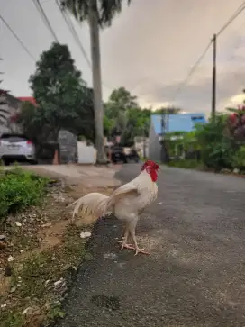 Ayam Sanggar Delima Putih Mulus