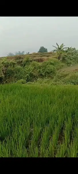 Lahan pertanian aktif luas 3348 m2 harga 400 juta di Gondang,Mojokerto