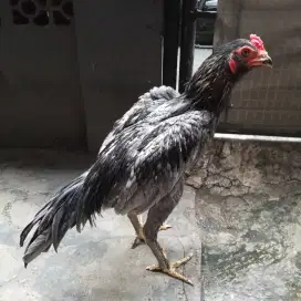 Ayam bangkok x pamangon paceknya win 8x