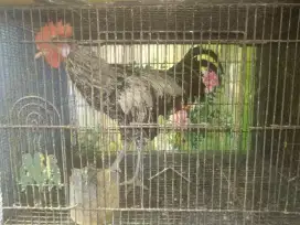 Jual Ayam ketawa warna jalak