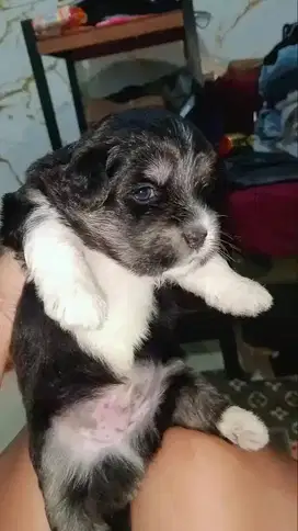 Jual Anak Anjing Maltese x Pom