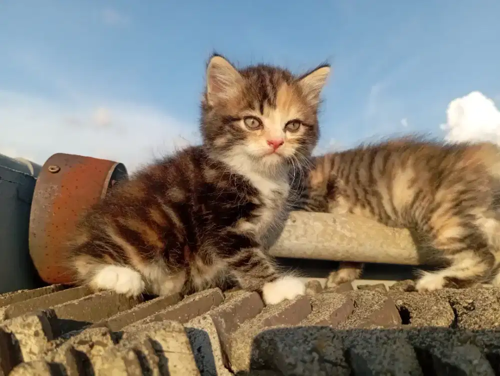 Lowongan urus kucing di kedoya