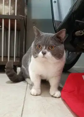 Jasa Pacak Kucing BSH Bicolor