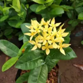 Menjual tanaman hias soka hawai bunga merah /kuning