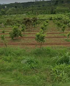 Dijual murah Tanah seluas 5 ha jarak hanya 400 meter dari Kampus UIN