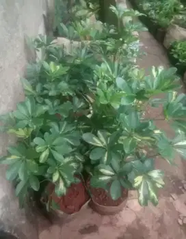 Tanaman hias walisongo varighata