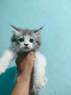 Kucing anggora (perisa)