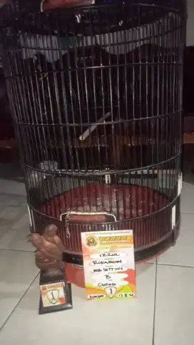 Jual murah aja ini 2 murai batu