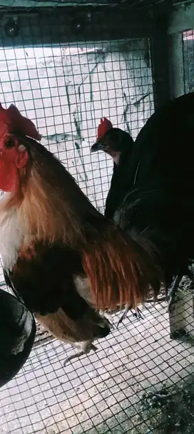 JUAL INDUKAN AYAM KATE