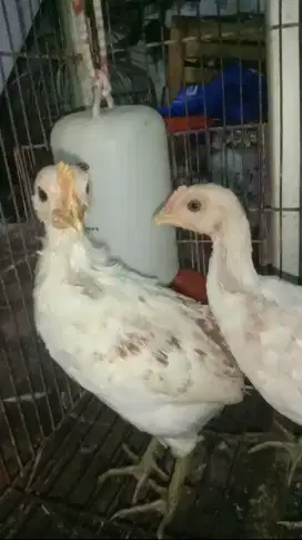 Anak Ayam Ketawa Putih
