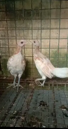 Anakan Ayam Ketawa
