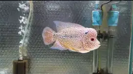Ikan Louhan juara 1 lomba progress