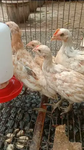 Ayam Ketawa Umur 3 Bulan