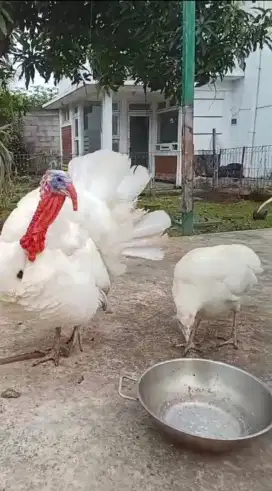 Ayam Kalkun Putih Dewasa