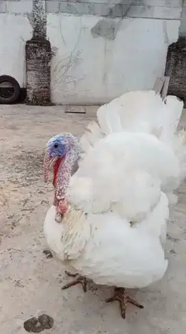 Ayam Kalkun Putih Dewasa